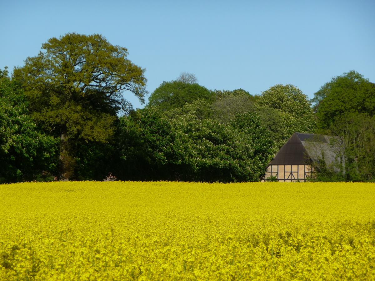 Rapsblüte in Angeln